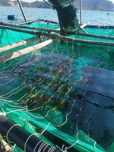 Seamossvietnam