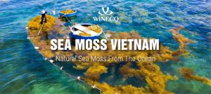 sea moss vietnam