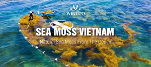 seamossvietnam