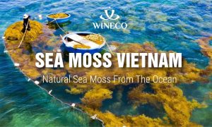 sea moss gel