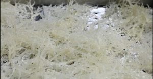 sea moss production process