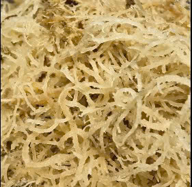 free sea moss samples