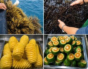 sea moss gel shelf life - seamossvietnam.com