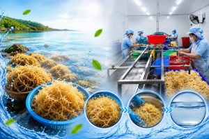 Cleanliness plays a Major Role in Dried Sea Moss Quality