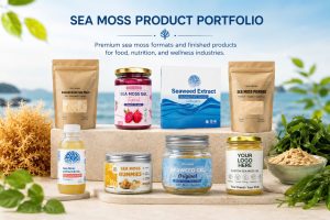 Seamossvietnam - Sea Moss in Modern Wellness Trends