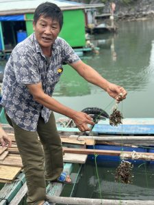 natural vs cultivated sea moss - seamossvietnam
