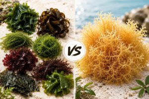 seamoss and seaweed - seamossvietnam
