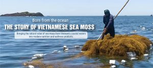natural vs cultivated sea moss - seamossvietnam