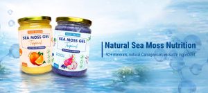 sea moss energy benefits - seamossvietnam